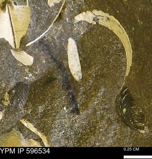 undet. Mollusca