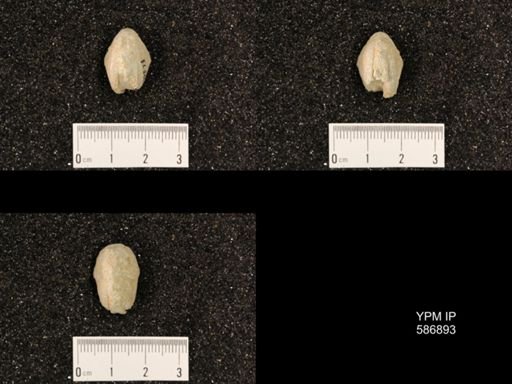 Rhynchotrema capax