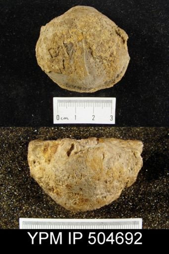 undet. Brachiopoda