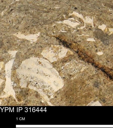 undet. Mollusca
