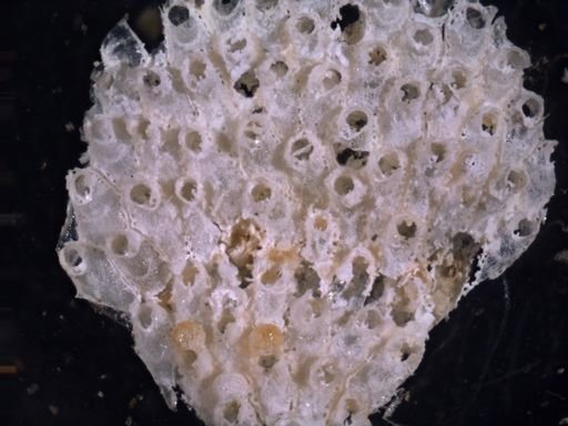 Rhamphostomella curvirostrata