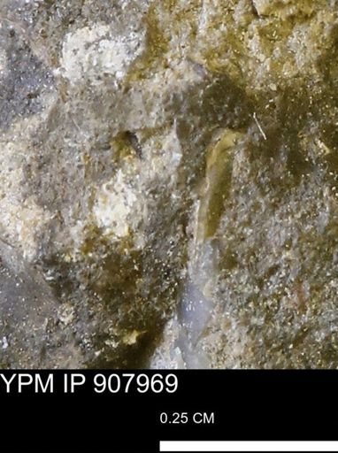 undet. Mollusca