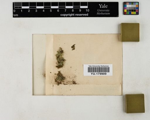Plantae