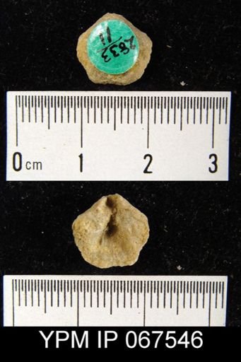 Meristella atoka