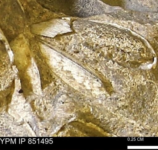 Limopsis striatopunctatus