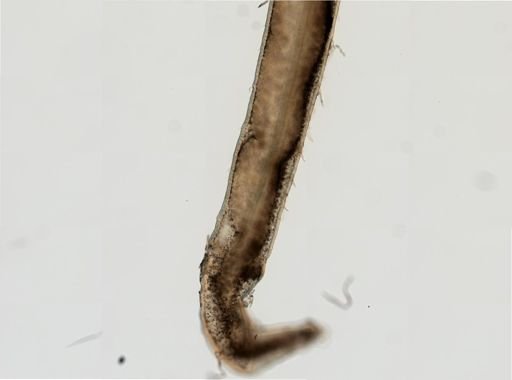 Anoplodactylus lentus