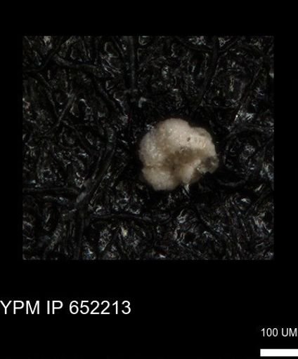 undet. Rugoglobigerinidae