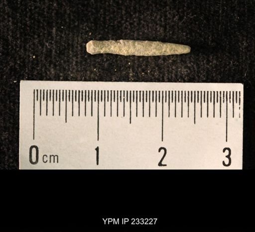 Archaeocidaris sp.