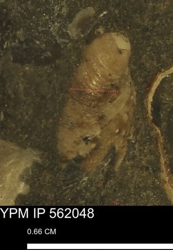 Limopsis sp.