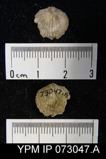 Atrypa tennesseensis
