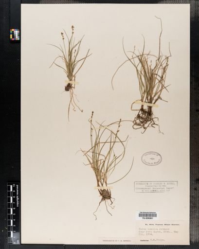 Carex disperma