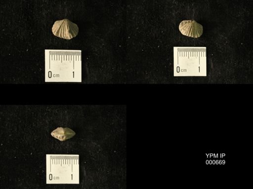 Platystrophia laticosta