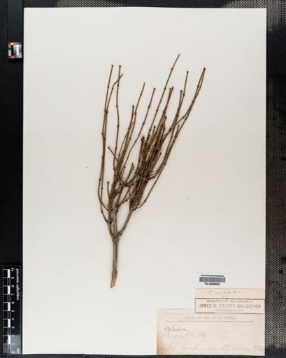 Ephedra