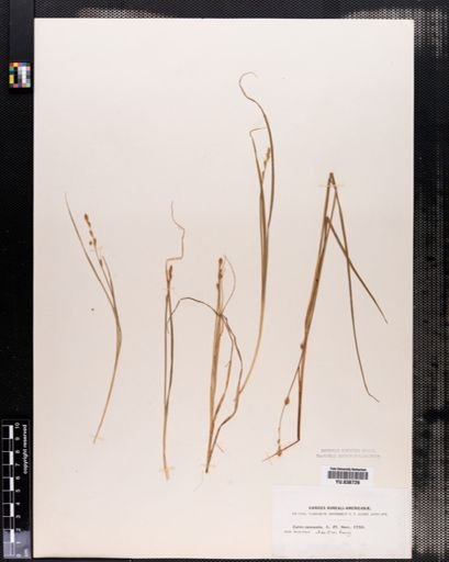Carex canescens