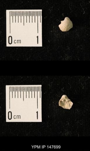 Ambocoelia planoconvexa