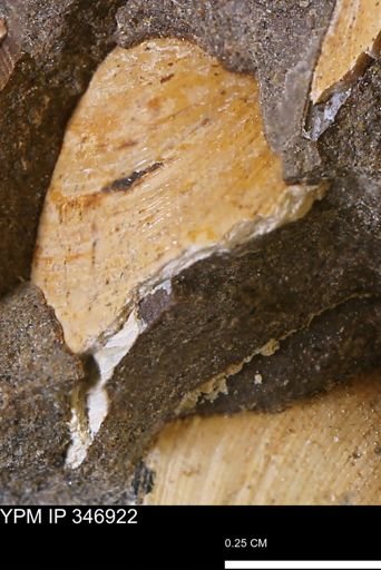Limopsis striatopunctatus