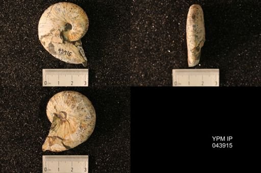 Hoploscaphites nicolletii