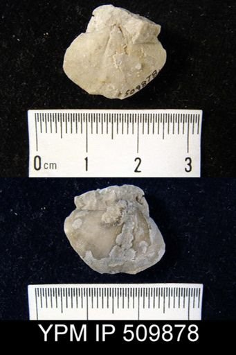 Eospirifer sp.