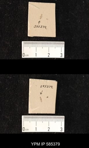 undet. Hexapoda