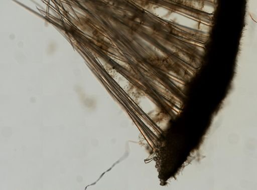 Geodia