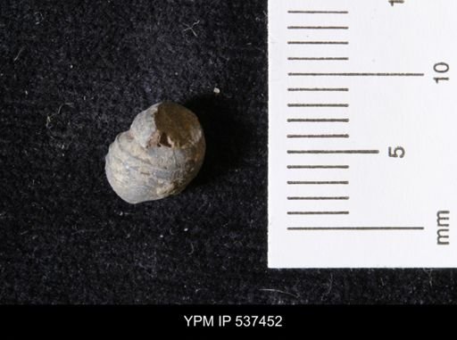 Goniobasis ortmanni