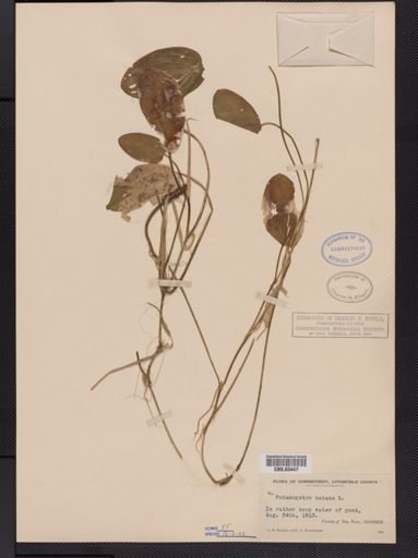 Potamogeton natans