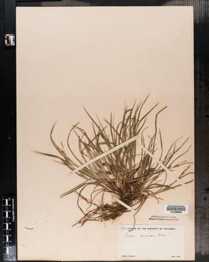 Carex conoidea