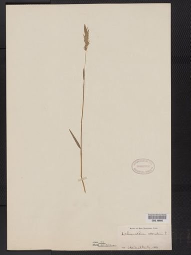Anthoxanthum odoratum
