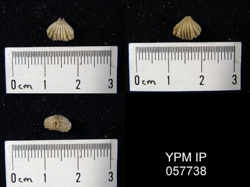 Camarotoechia transversa