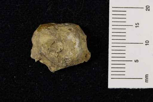 Marginifera wabashensis