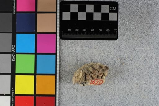 Merycoidodon culbertsonii