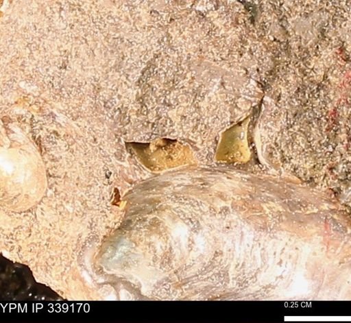 undet. Mollusca