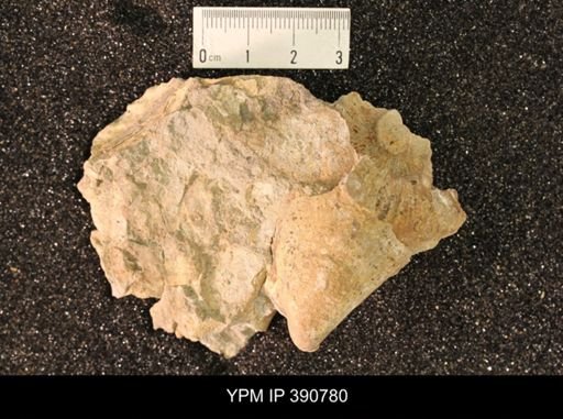 undet. Ammonoidea