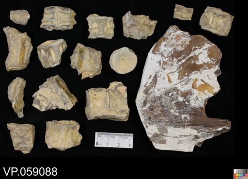 undet. Aulopiformes