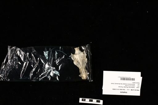 Urophycis