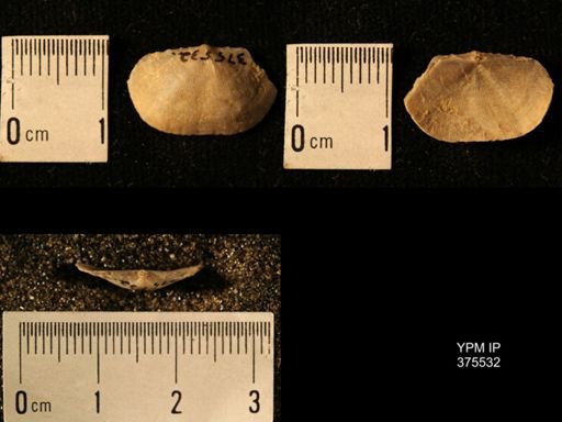 Chonetes granulifer