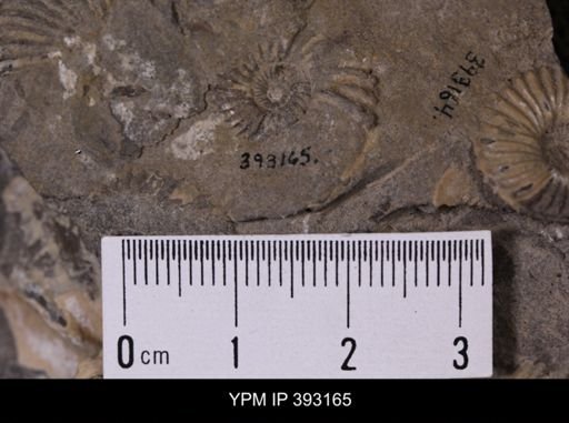 undet. Scaphitidae