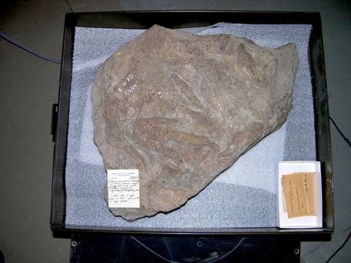 Anchisauripus exsertus
