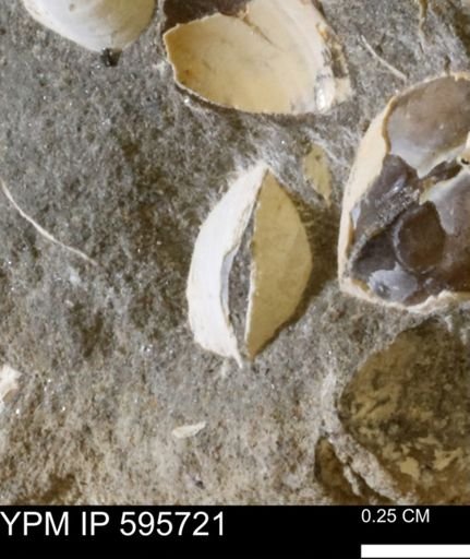 Protocardia sp.