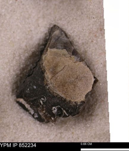 undet. Bivalvia