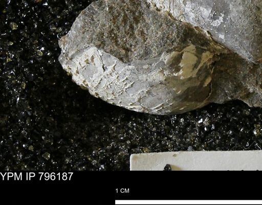 undet. Bivalvia