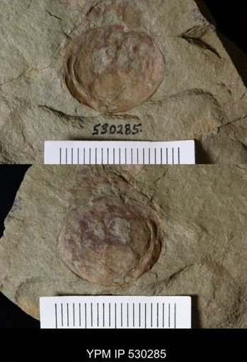 Chelicerata