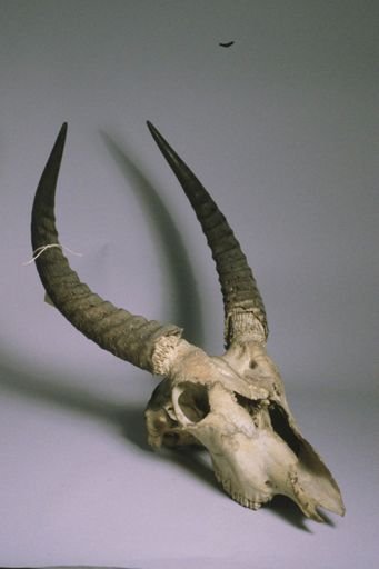 Bovidae