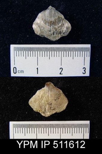 undet. Brachiopoda