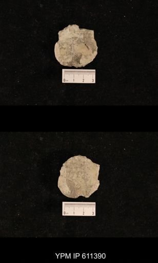 Monticulipora dychei