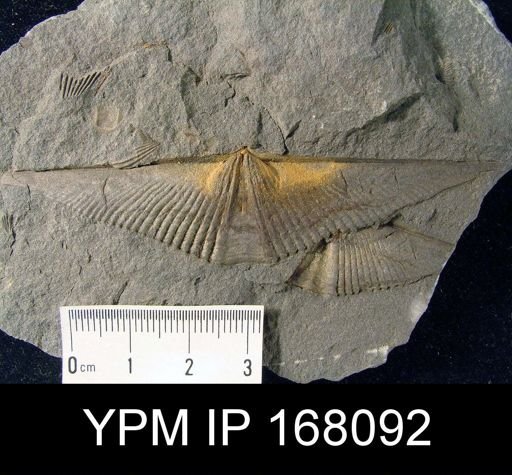 Mucrospirifer pennatus