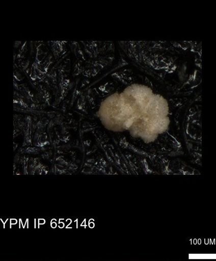 undet. Rugoglobigerinidae