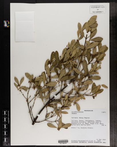 Plantae