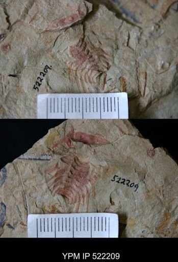 undet. Odontopleurida