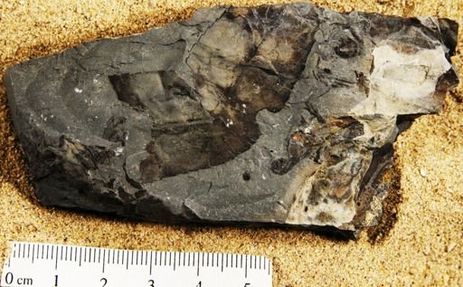 Angiospermopsida